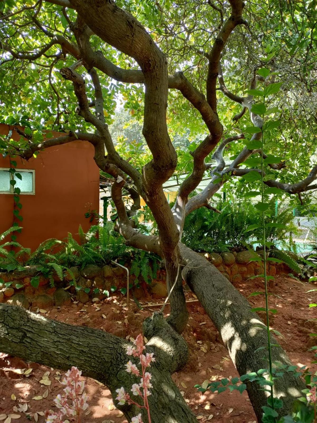 Inn Pondiville Forest Retreat Pondicherry Exteriör bild